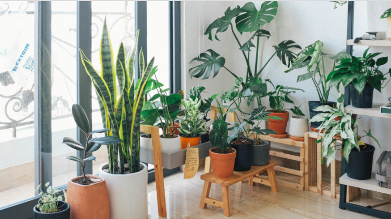 plantas em ambientes internos