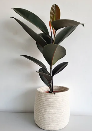 ficus elastica rubro - plantas para interiores