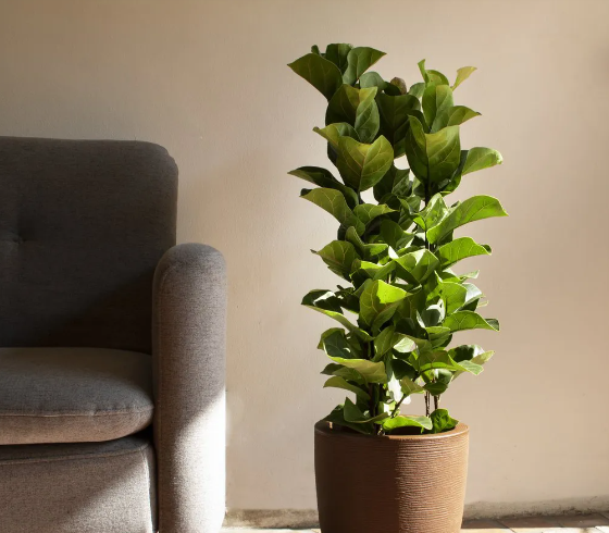 Ficus Lyrata Bambinoplantas para interiores