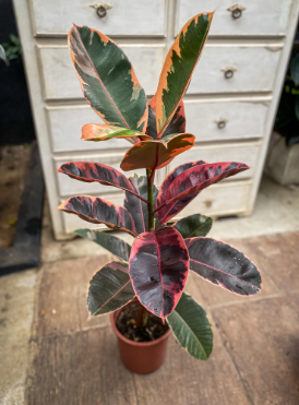 Ficus Rubi - Plantas para interiores