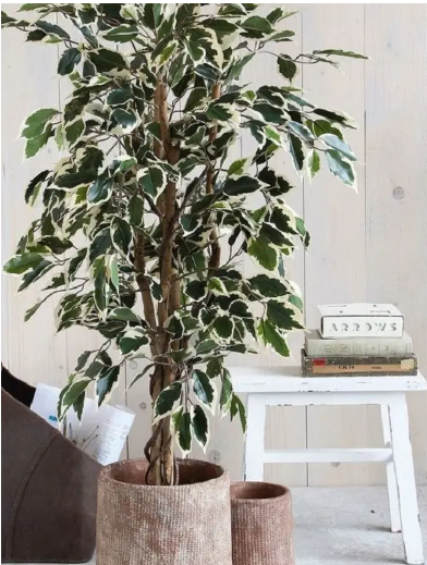 ficus Benjamina - Plantas para interiores