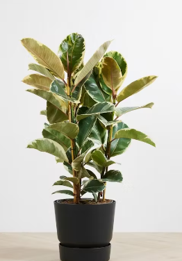 ficus Tineke - plantas para interiores