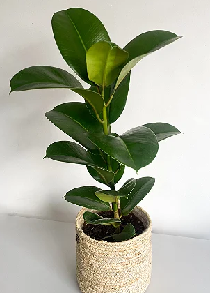 Ficus Elastica Chloe - Plantas para interiores