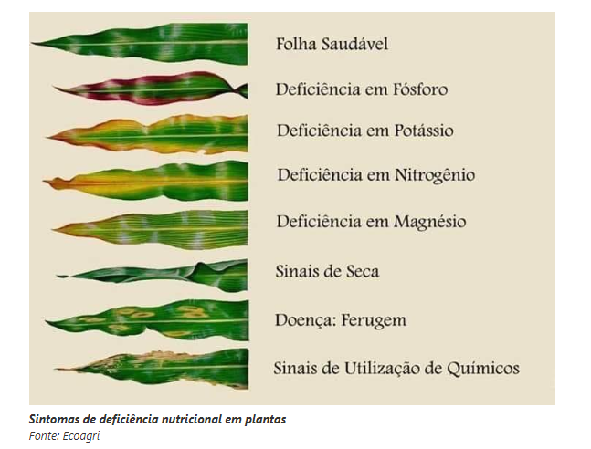 deficiencia nutricional em folhas